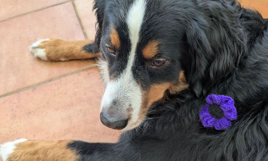 A Special Visit on Remembrance Day