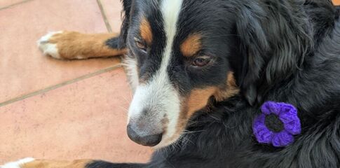 A Special Visit on Remembrance Day