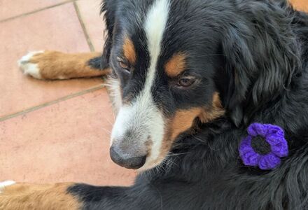 Poppy wearing purple poppy