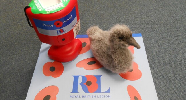 Sid the Cygnet Image