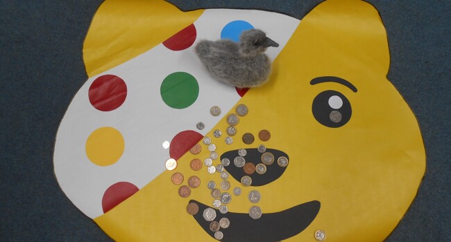 Sid the Cygnet Image