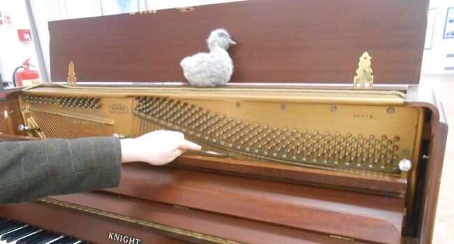 Sid the Cygnet Image