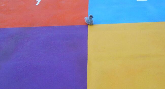 Sid the Cygnet Image