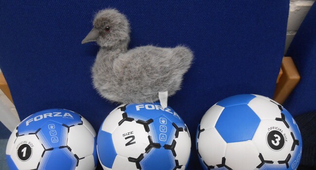 Sid the Cygnet Image