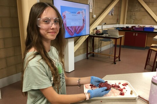 Enrichment: Student dissects heart