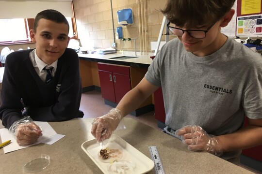 Enrichment: Students conduct science experiments