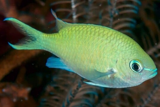 Alumni paiges favourite fish the blue green chromis