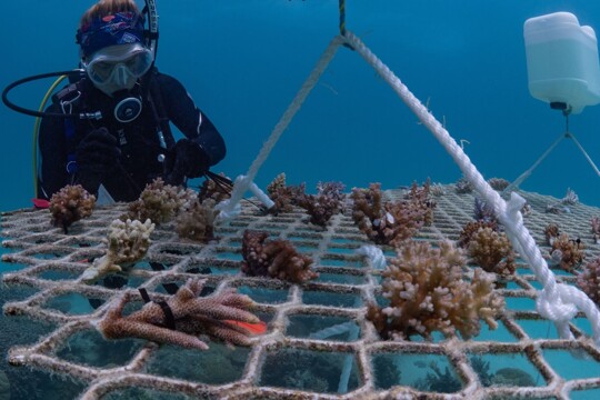 Alumni paige scuba diving