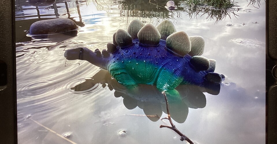 Lights, Camera, Action!