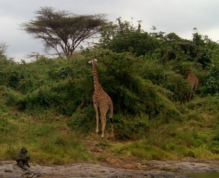 Kenya 1