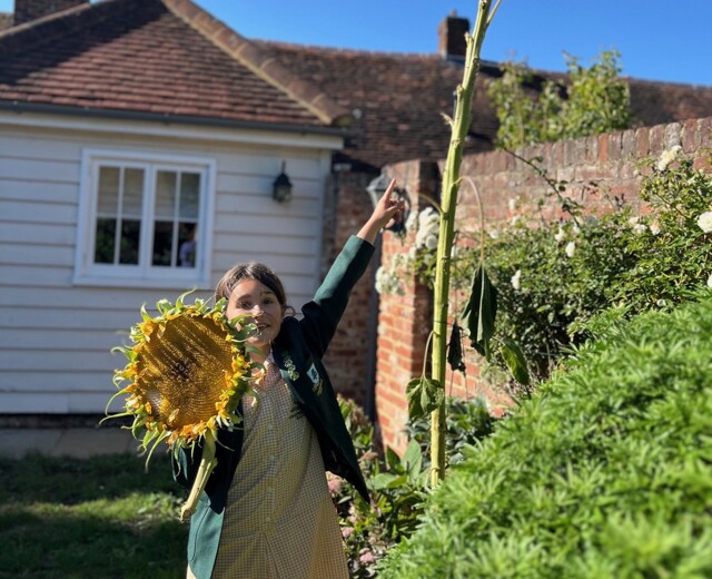 Sunflower Competition Image