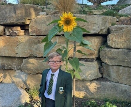 Sunflower 1