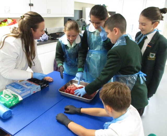 Year 6 Biomedical Science Image