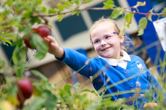 Monkwick infant and nursery school student apple picking2