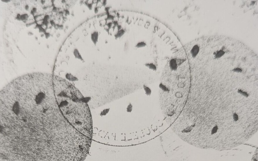 Westbourne Pupils Inspired by Sustainability-Focused Art Workshops Image