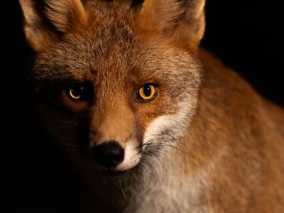 Josh gilbert photography